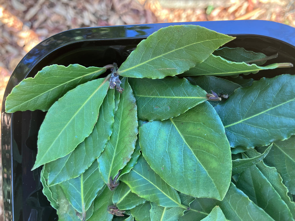 Fresh Bay Leaves