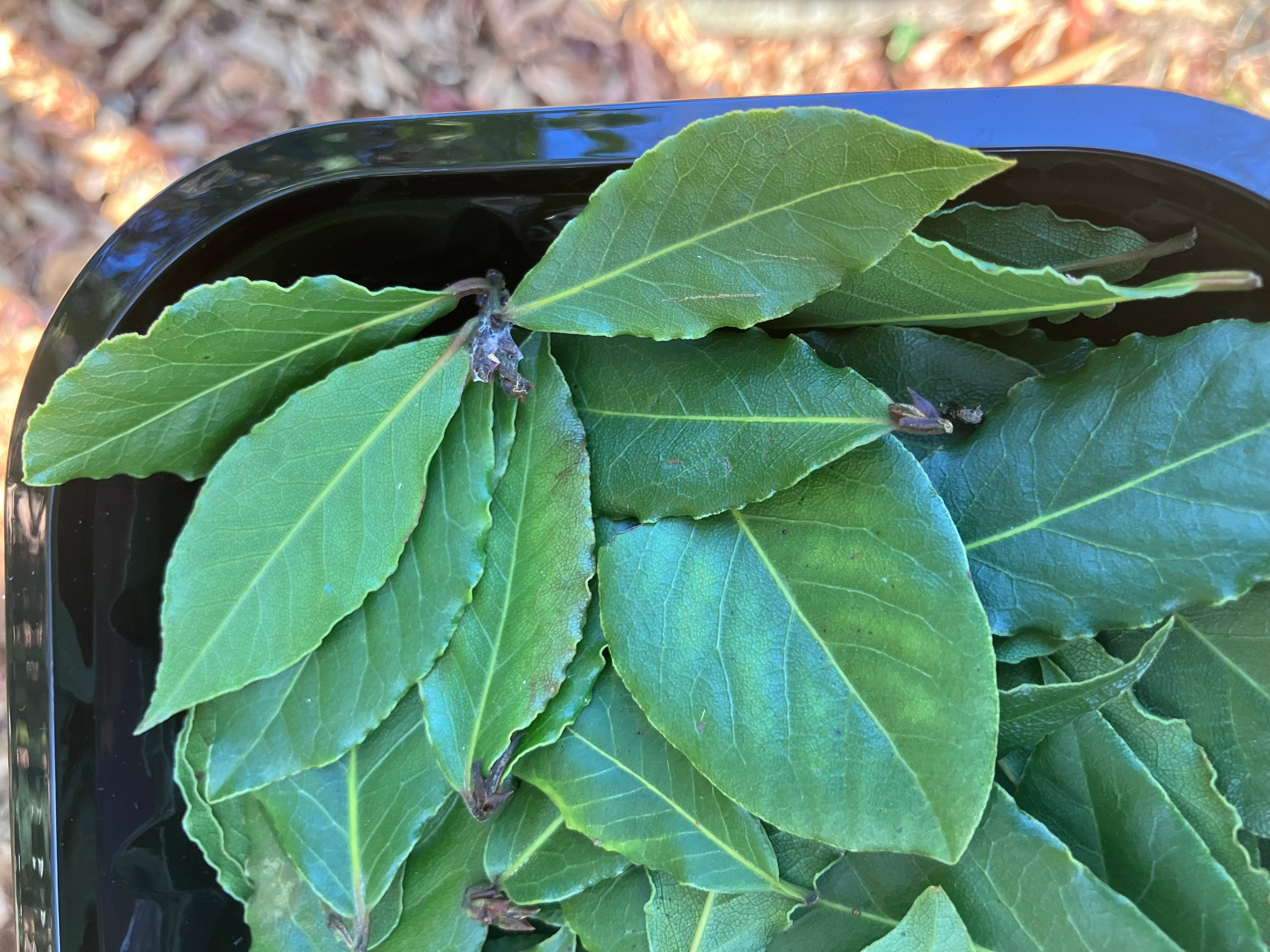 Fresh Bay Leaves