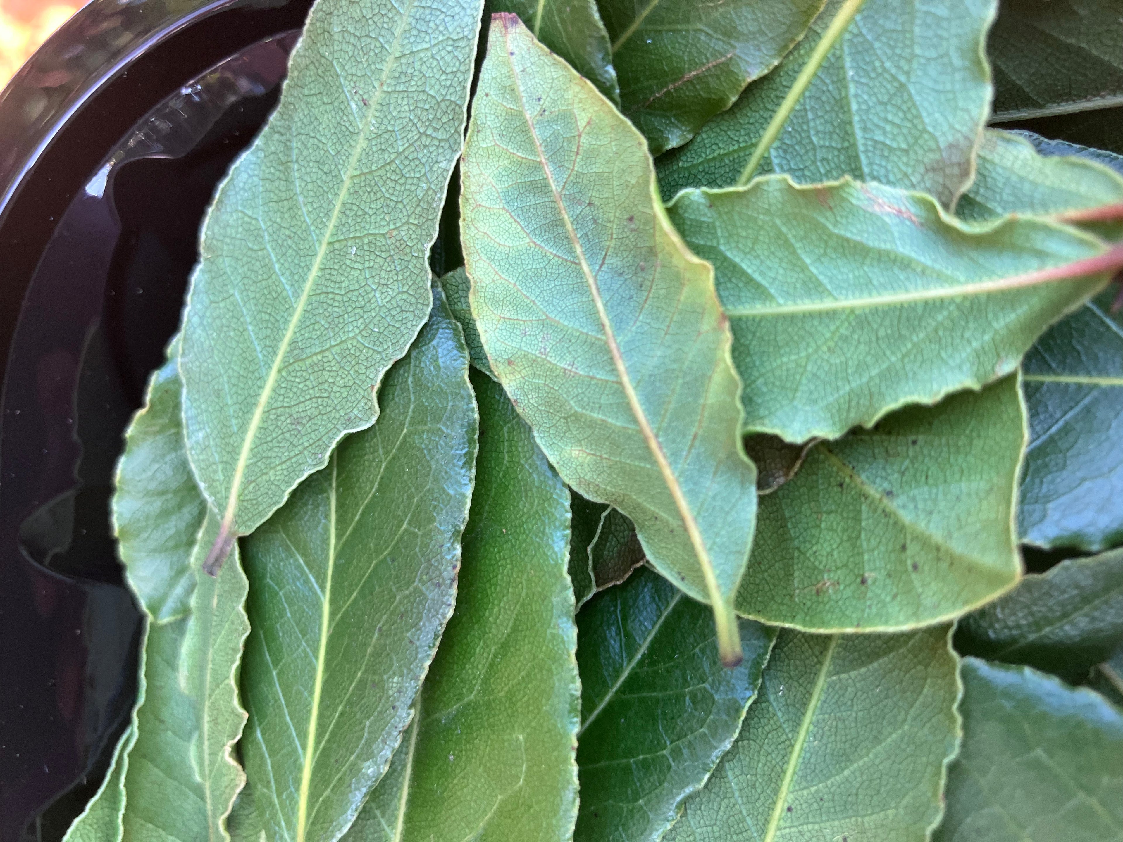 Fresh Bay Leaves