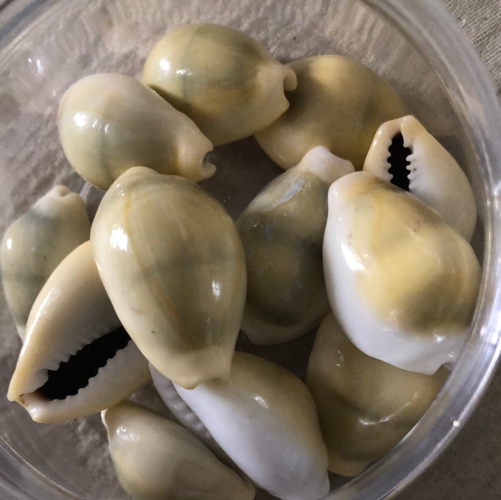 Cowries
