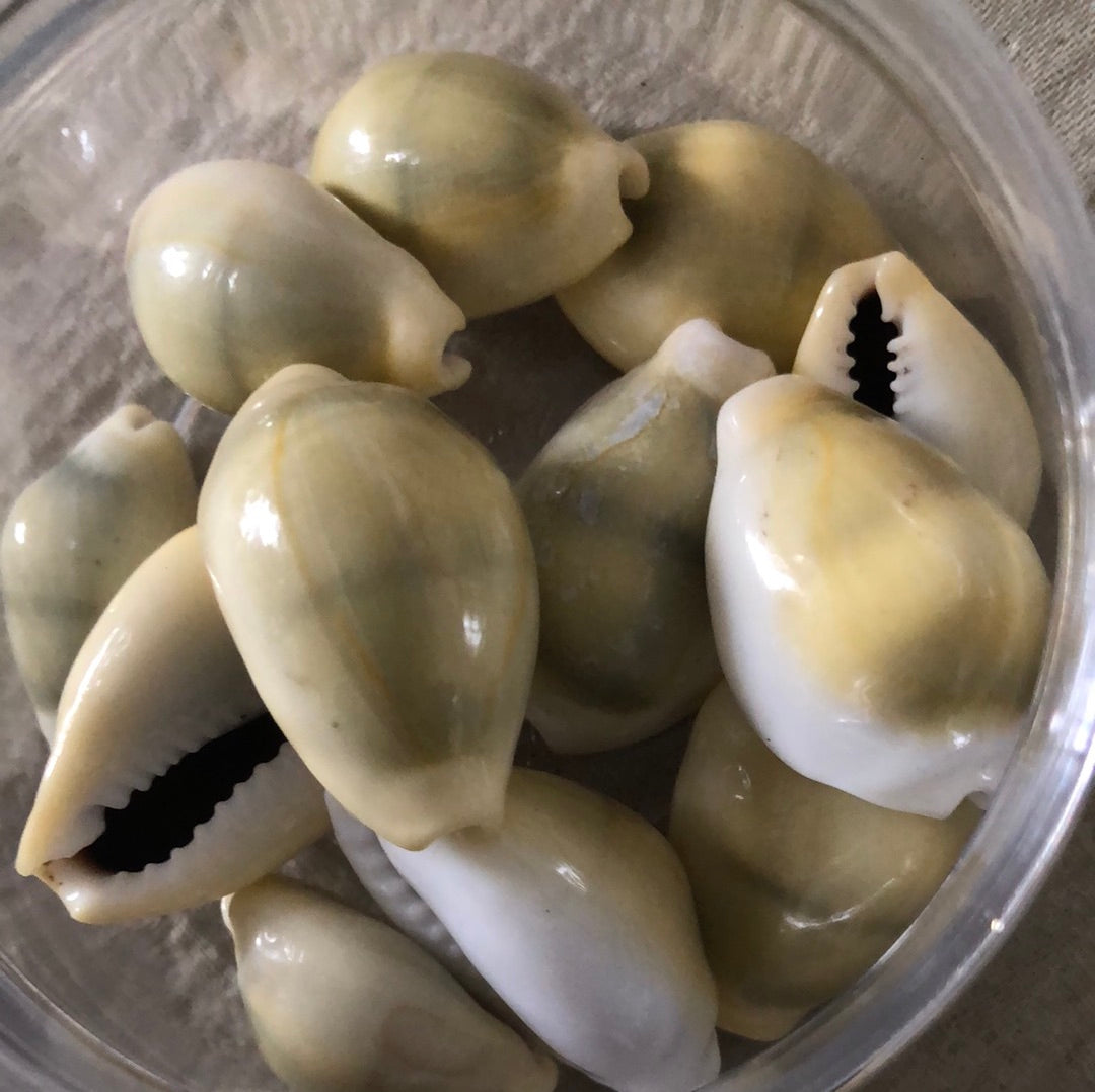 Cowries