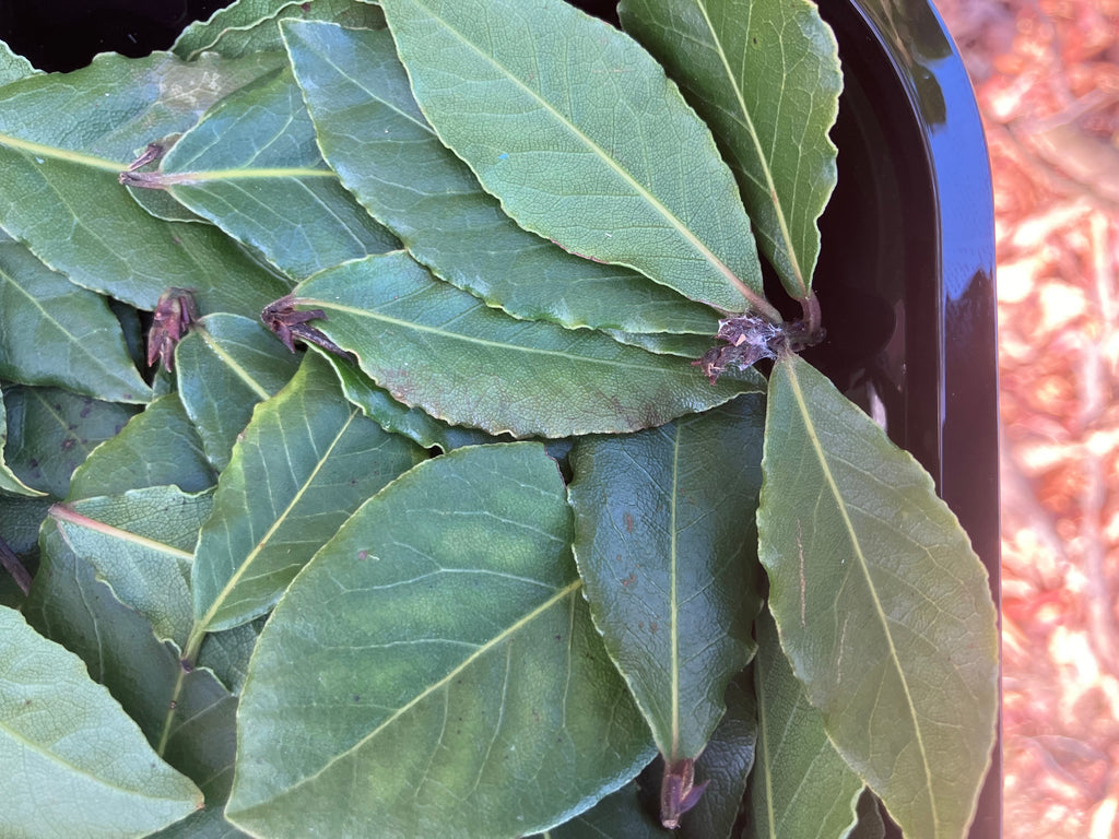 Fresh Bay Leaves