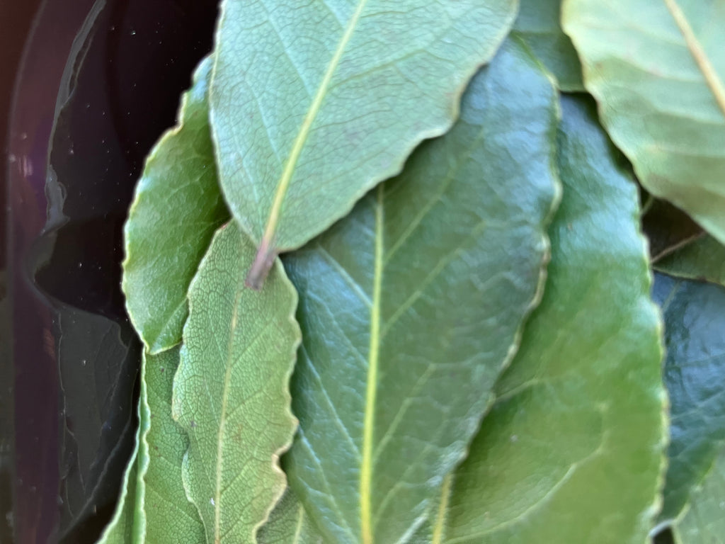 Fresh Bay Leaves