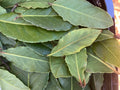 Fresh Bay Leaves
