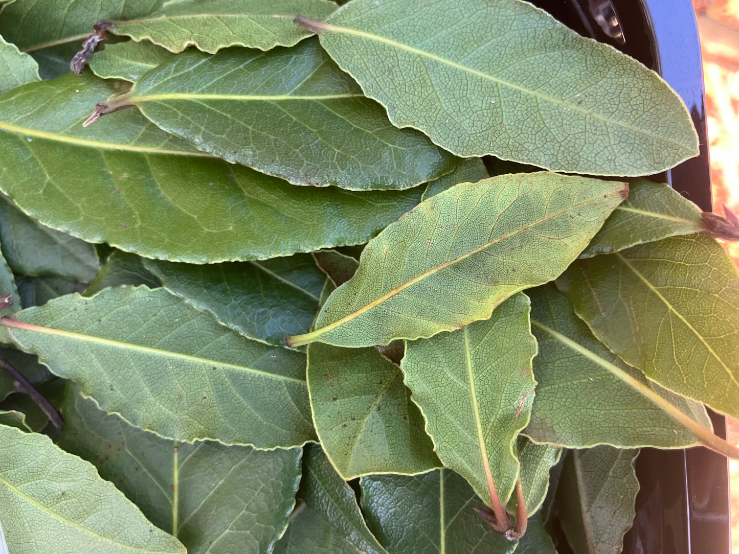 Bay leaves