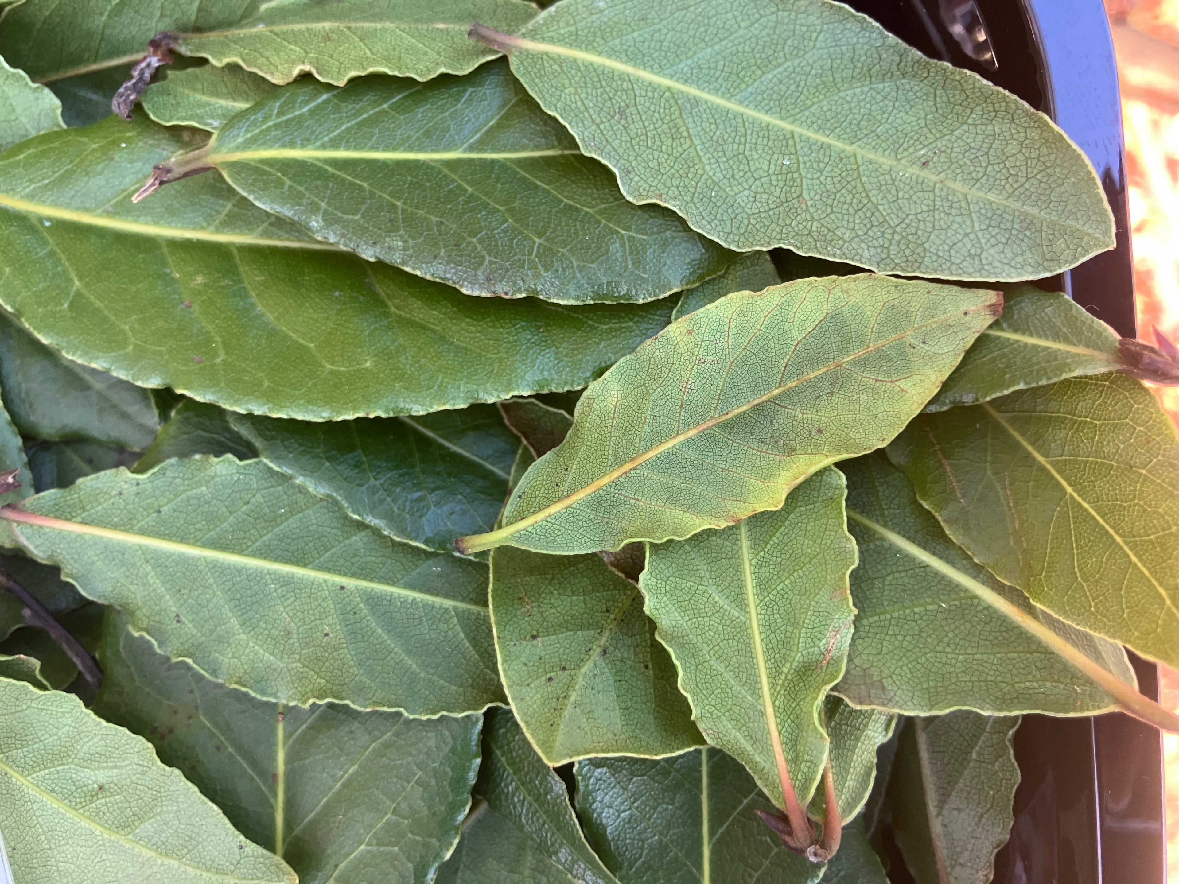 Fresh Bay Leaves